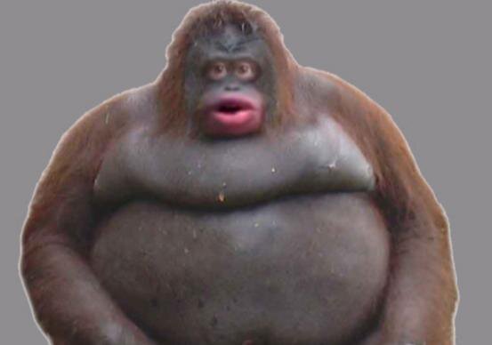 Snub Monkeys