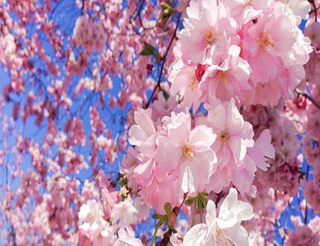 sakura (orenjiyuki)
