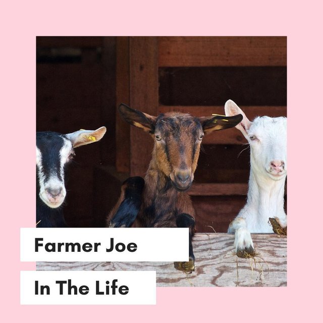 Farmer Joe
