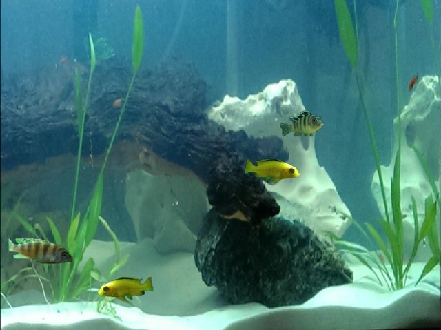 Fish It Up