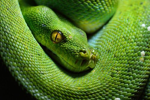 Snake Game (Slawko23)