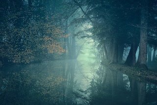 A Forest for Brother