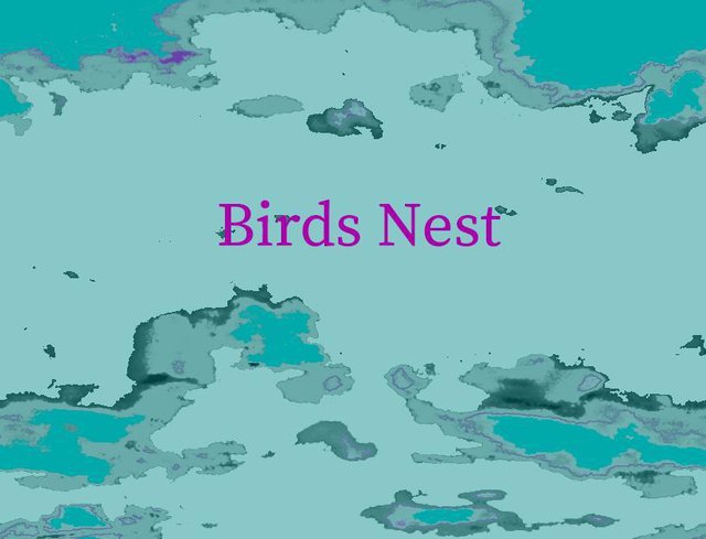 Birds Nest