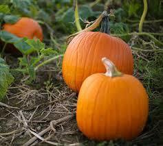 Pumpkins