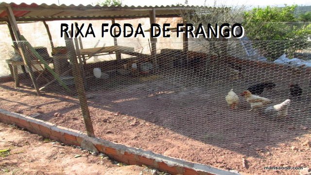 RIXA FODA DE FRANGO