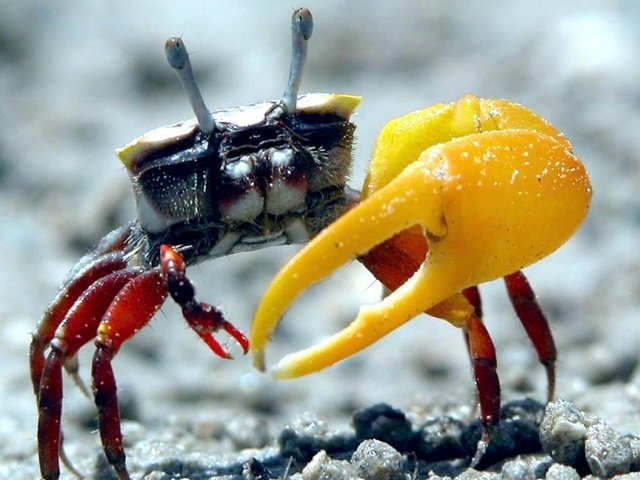 Crab Simulator
