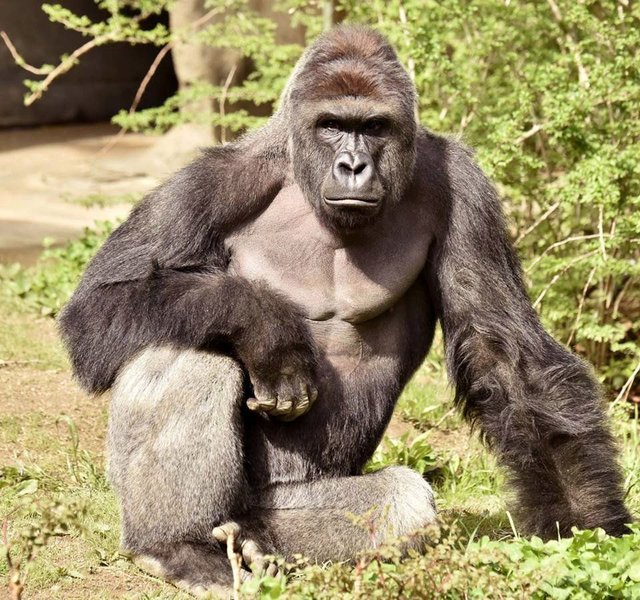 Harambe's legacy