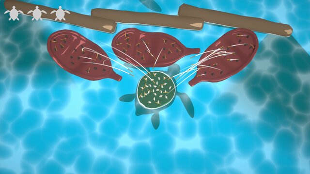Turtle Atoll