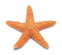 Shooting Starfish