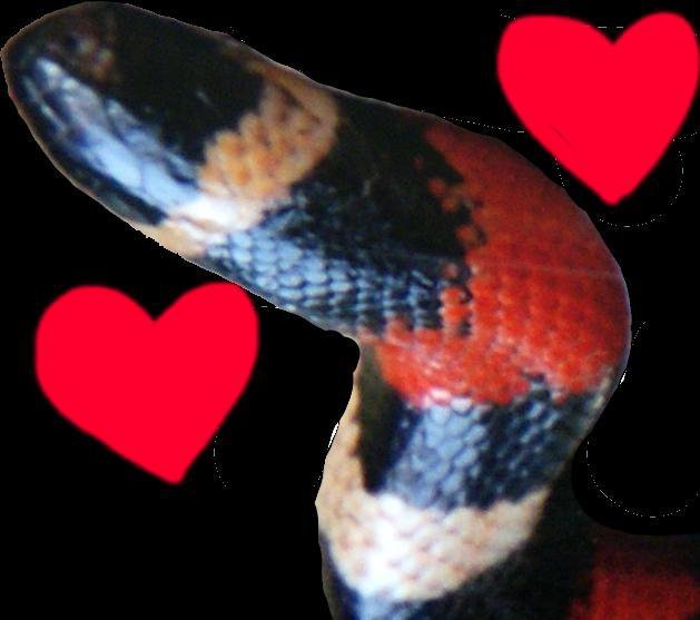 I Want To Ask The Student Council President Out To Prom, And Also We're All Snakes!
