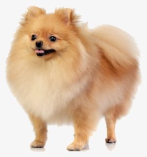 The Secret Cyborg Dogs