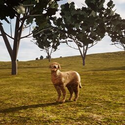 Dog In The Woods