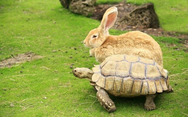 Turtle Run (Calvihern)