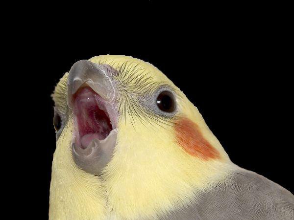 Click Da Birb