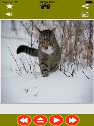 Animal Sounds Planet-Identify animal name with sounds