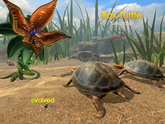 Box Turtle Simulator