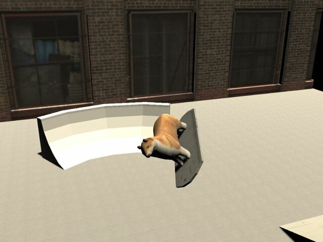 air bording dog