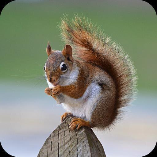 Squiheal