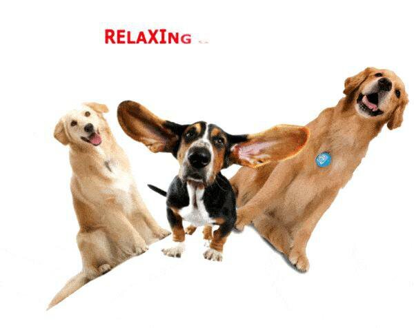 Relaxing Game For Dogs