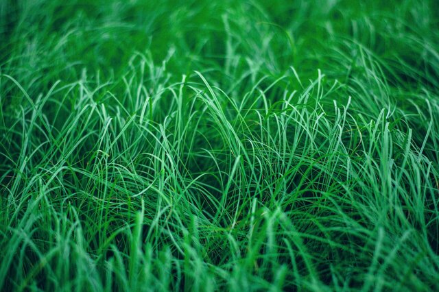 Touch Grass