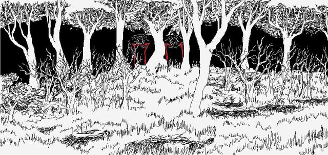 Eyes Of The Forest