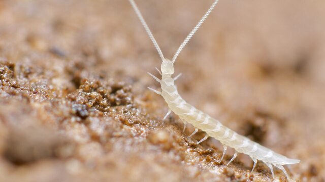 Symphyla