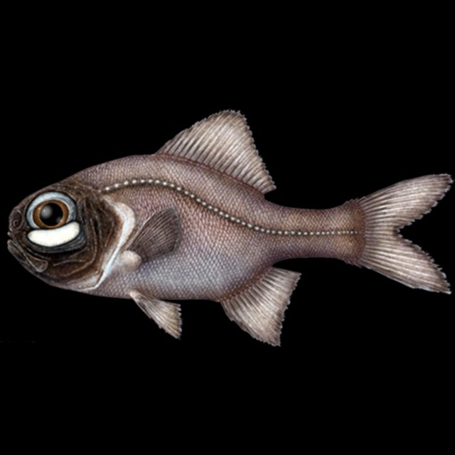 Anomalopidae