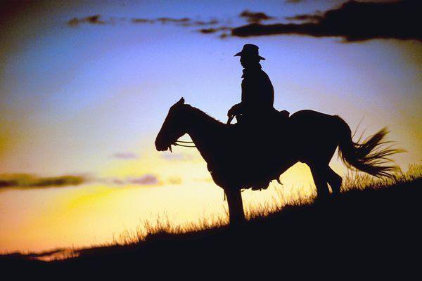 Cowboy on a Search