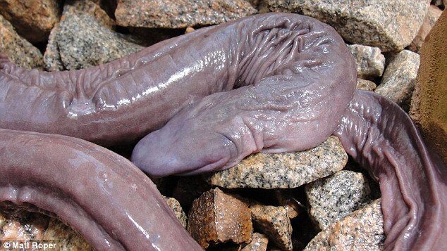 SNAKEEEEEEEEEEE!!!!!!