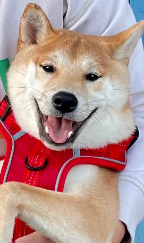 Kurature Yes