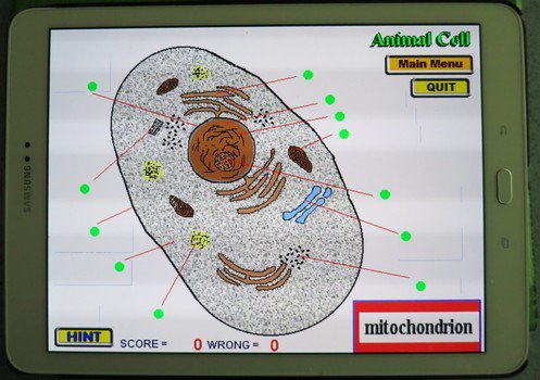 Label that Diagram - Cells