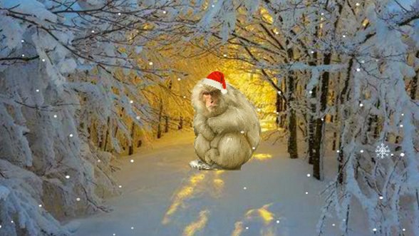 ​Crazy Christmas Escape