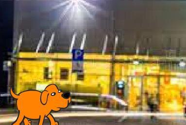 el perro de la noche