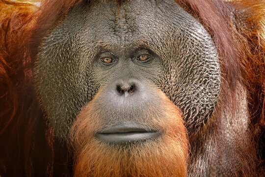 Orangutan vr