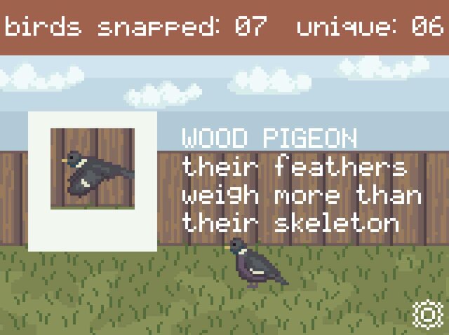 Backyard Birdwatching