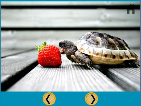 turtles of my kids - free