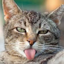 Luana Perseke - Gatinhos bem lokos