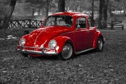 beetle (Kostya Saintly)