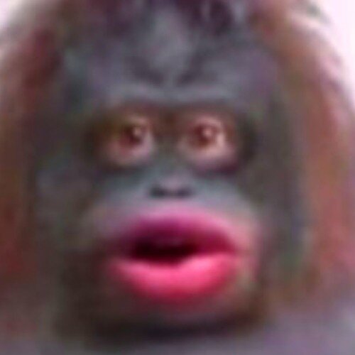 MONKE SPREE