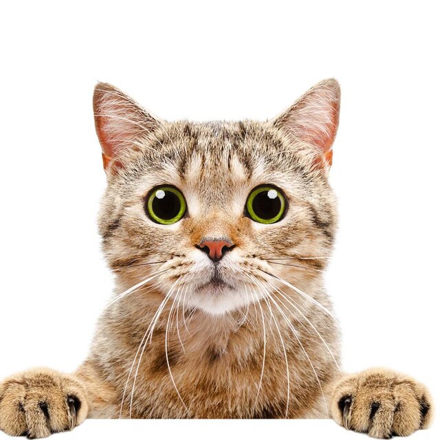 Killer Cats