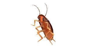 Roach Killer (itch)
