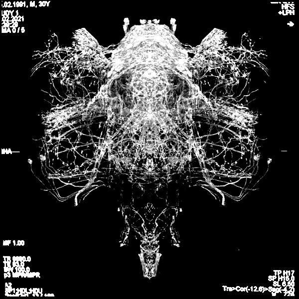 A Fly World