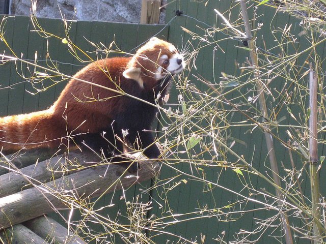 Red Panda Adventures (Jam Version)