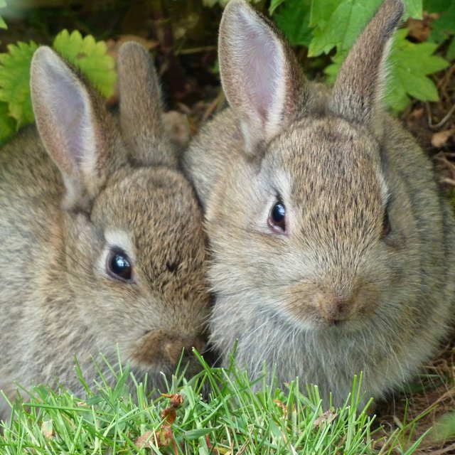 Bobby and Bonnie