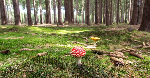 Biodiversity Hike & Search for Medicinal Organisms