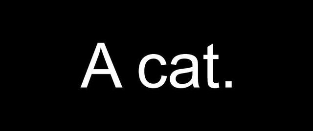 A cat.