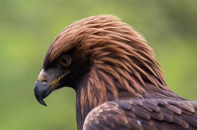 Aquila Rapax