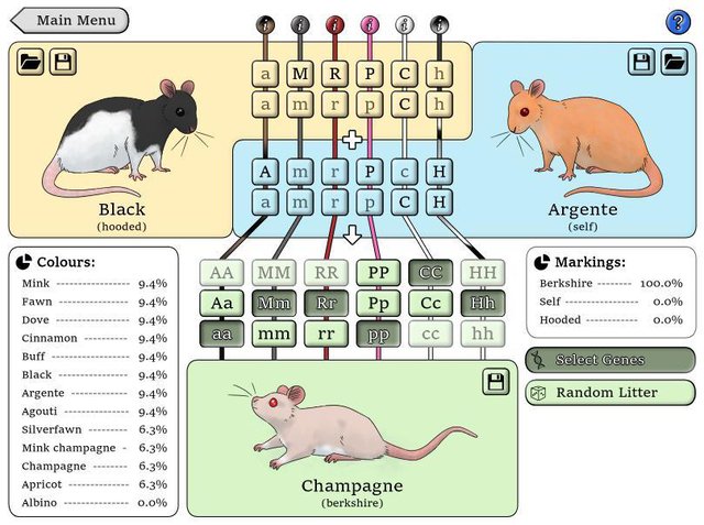 NZ Rat Colour Genetics