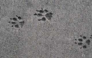 Paws (Olivia Yin)