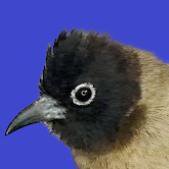 Cookie The Bird
